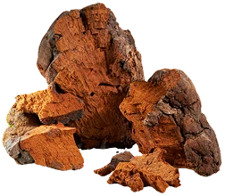 Chaga